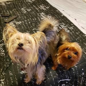 Meet your Posher, Hanif